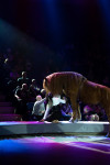 Успейте посмотреть шоу «Новогодние приключения домовенка Кузи» в Тульском цирке, Фото: 120