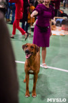 Выставка собак в Туле , Фото: 100