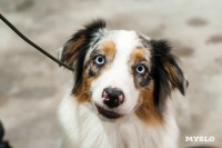 Сиба-ину, шпицы и алабаи: в Туле состоялась выставка собак, Фото: 60