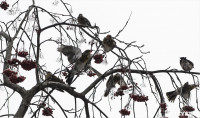 Нашествие дроздов в Туле, Фото: 3