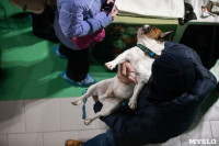 Выставка собак в Туле, Фото: 244