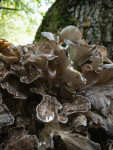 В Ясной Поляне засняли редкий краснокнижный гриб-баран, Фото: 15