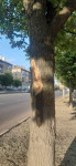 Рабочие калечат деревья на Красноармейском, Фото: 9