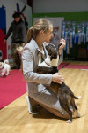 В Туле прошла выставка собак всех пород, Фото: 83