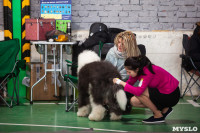 Выставка собак в Туле 24.11, Фото: 50