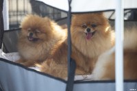 В Туле прошла выставка собак всех пород: фоторепортаж, Фото: 53