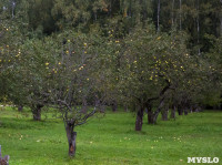 "Яблочная история" в "Ясной Поляне", Фото: 25