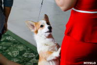 Выставка собак в Туле, Фото: 72