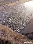 Массовая гибель рыбы в Кимовске, Фото: 6