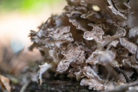 В Ясной Поляне засняли редкий краснокнижный гриб-баран, Фото: 7