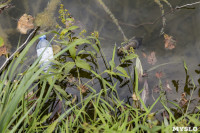 Туляки сообщают о массовой гибели уток в Платоновском парке, Фото: 13