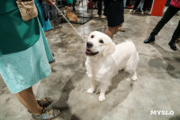 Сиба-ину, шпицы и алабаи: в Туле состоялась выставка собак, Фото: 58