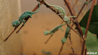 Хамелеончики в экзотариуме, Фото: 3