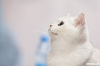 Выставка кошек в МАКСИ, Фото: 82