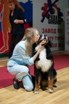 В Туле прошла выставка собак всех пород, Фото: 74