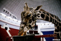 Цирк больших зверей в Туле: милый жираф Багир готов целовать и удивлять зрителей, Фото: 21