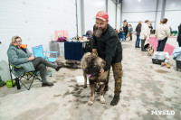 Сиба-ину, шпицы и алабаи: в Туле состоялась выставка собак, Фото: 18