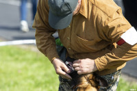 В Туле прошла выставка собак всех пород: фоторепортаж, Фото: 67