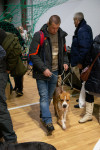 В Туле прошла выставка собак всех пород, Фото: 79