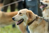 Выставка охотничьих собак в Туле, Фото: 63