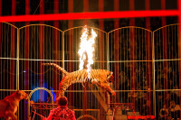 "Чудеса под Новый год" в Тульском цирке, Фото: 136