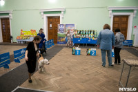 Выставка собак в Туле, Фото: 105