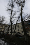 Аварийные деревья в тульских дворах, Фото: 1