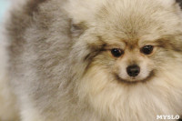 В Туле прошла Всероссийская выставка собак всех пород, Фото: 40