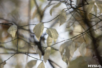 Золотая осень в Ясной Поляне, Фото: 24