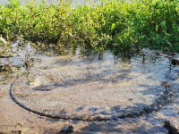 В Пролетарском районе Тулы затопило улицы и дворы: вода хлещет из колодцев, Фото: 2