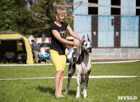 В Туле прошла Всероссийская выставка собак , Фото: 17
