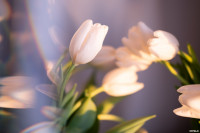 Как выращивают тюльпаны, Фото: 1
