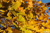 Золотая осень по-тульски, Фото: 144