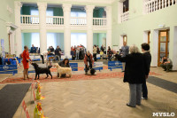 Выставки собак в ДК "Косогорец", Фото: 39