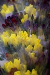 Леруа Мерлен Цветы к празднику, Фото: 56