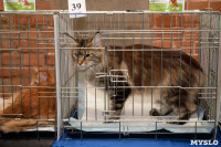 Выставка кошек в Искре, Фото: 37