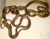 Через 4 месяца в Тульском экзотариуме появятся редкие змеята , Фото: 2