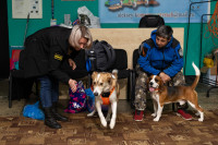 Хвостатые волонтеры: как собаки ищут пропавших живых и мертвых, Фото: 21