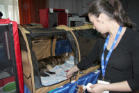 В Туле прошла международная выставка кошек, Фото: 20