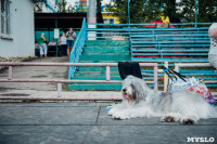 Всероссийская выставка собак в Туле, Фото: 40