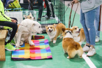 Выставка собак, Фото: 46