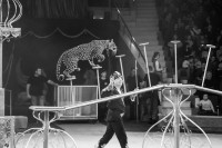 "Чудеса под Новый год" в Тульском цирке, Фото: 57