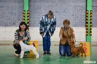 Выставка собак в Туле , Фото: 67