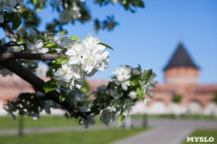 Яблони у кремля, Фото: 1