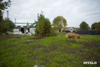 Эко-курорт «Ясно Поле», Фото: 18