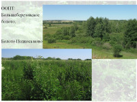 Таёжные леса и карстовые болота: какие уникальные экосистемы есть в Тульской области, Фото: 26