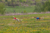 В Туле состоялись собачьи бега, Фото: 41