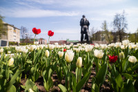 В Туле расцвели тюльпаны, Фото: 75