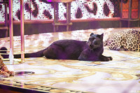 Шоу Гии Эрадзе «5 континентов» в Тульском цирке: феерия уже началась!, Фото: 77