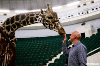 Цирк больших зверей в Туле: милый жираф Багир готов целовать и удивлять зрителей, Фото: 10